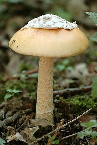 Amanita crocea